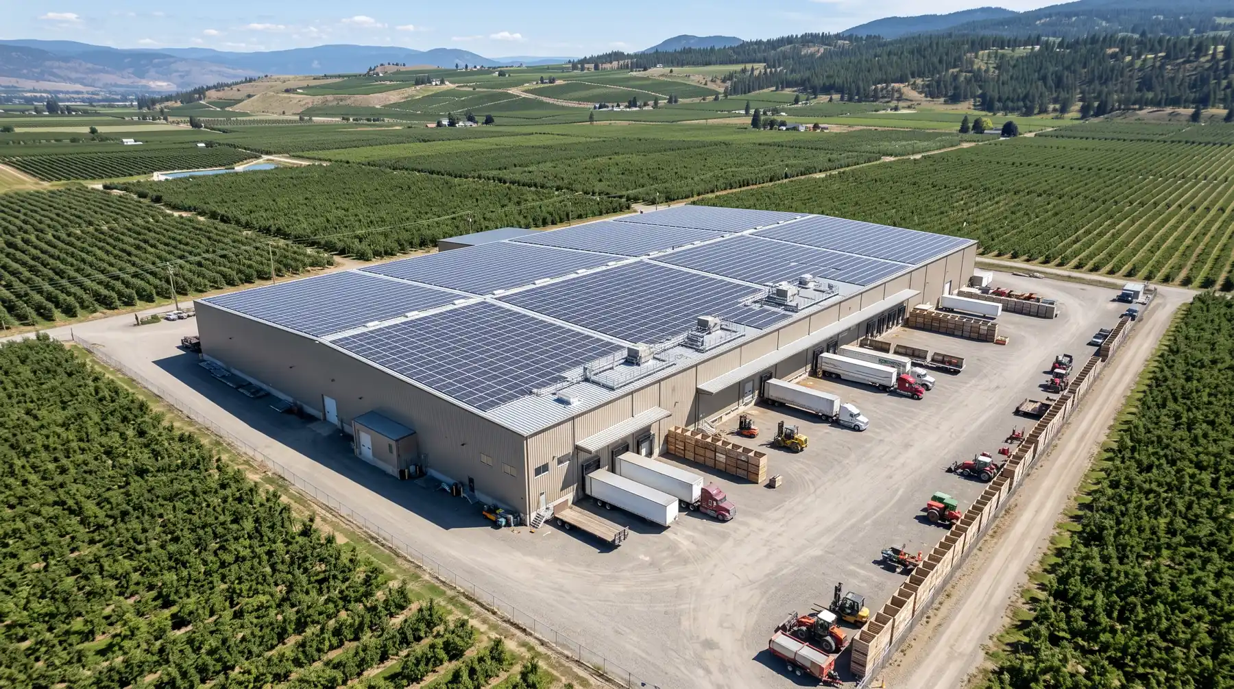 Aerial view of a solar array covering an agricultural building roof among orchard rows
